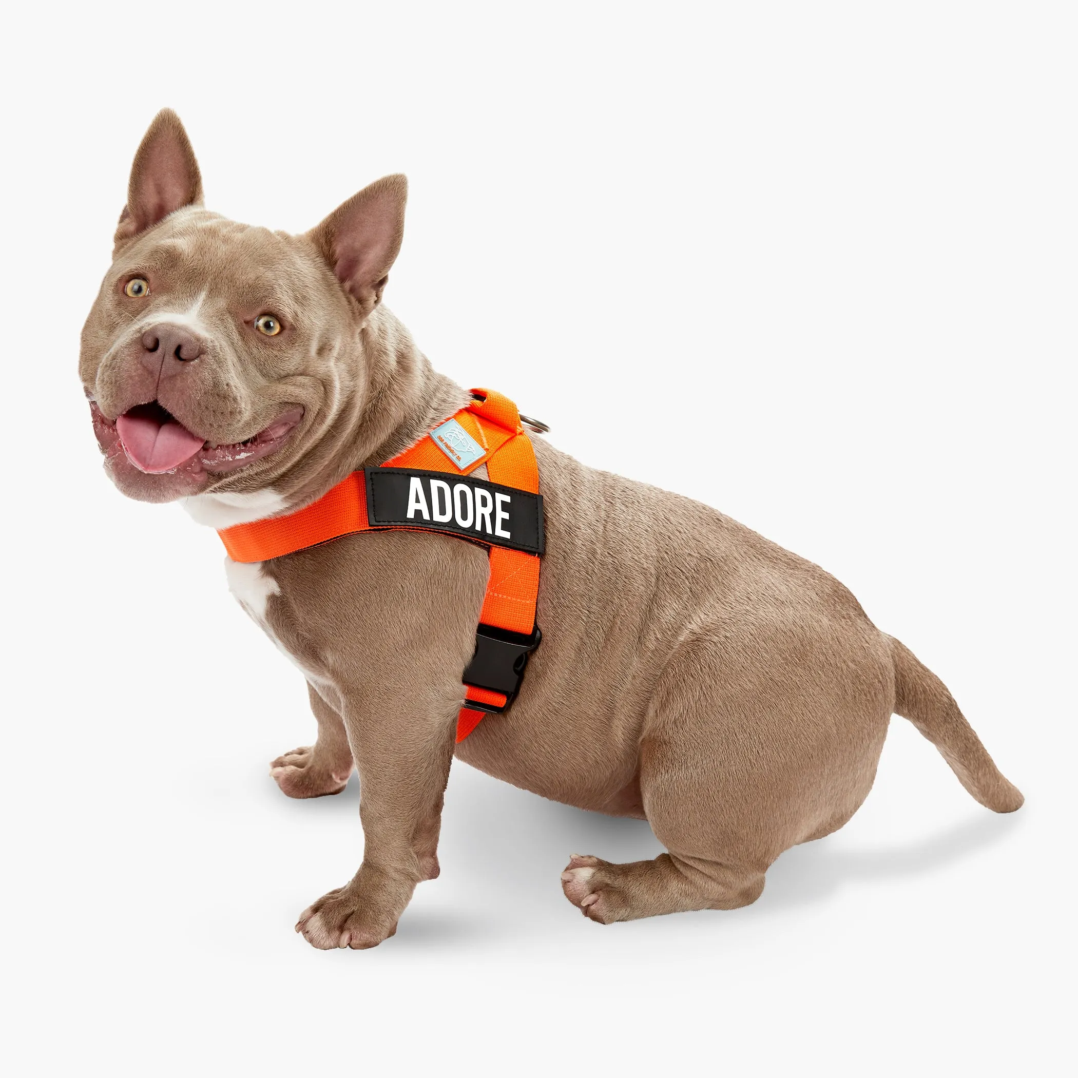 Dog Friendly Co. Dog Harness Hi-Vis Orange